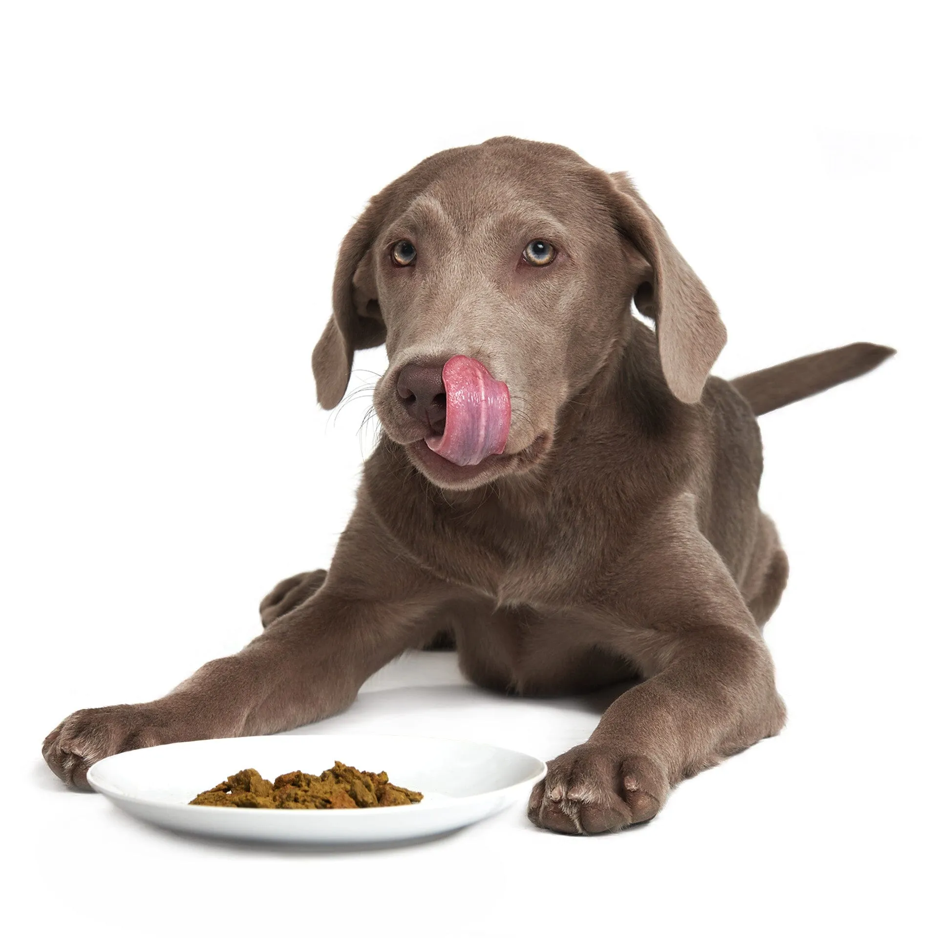 Caribbean-Salmon Fusion | W1 | DOG