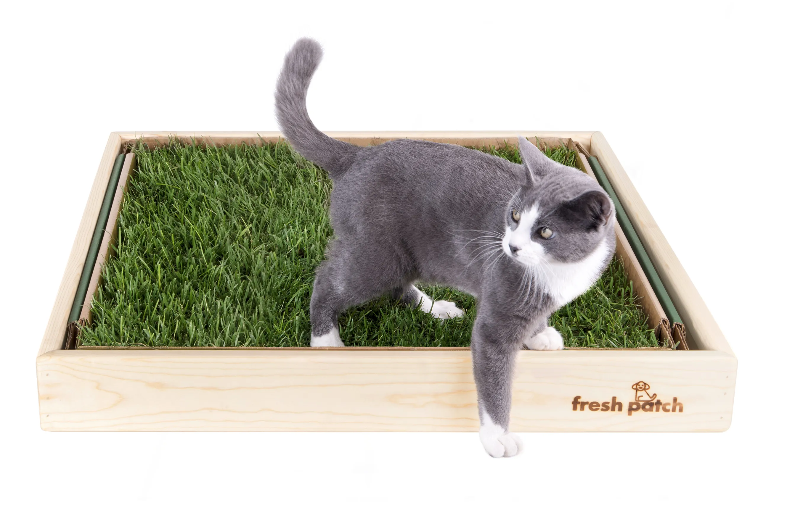 Fresh Patch Cat (Large)