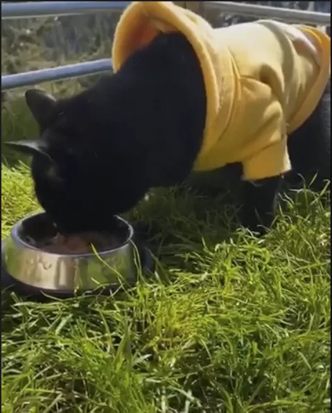Fresh Patch Cat (Standard)