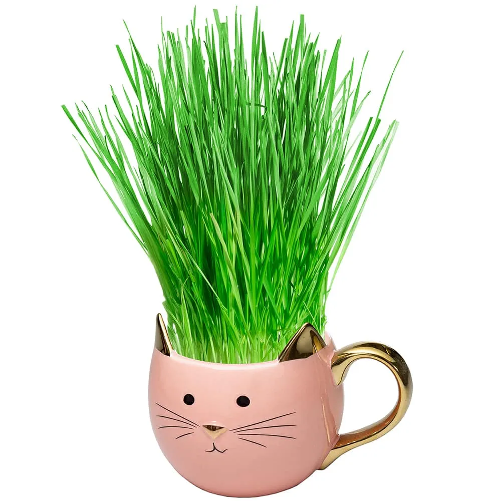 Organic Cat Grass Kit