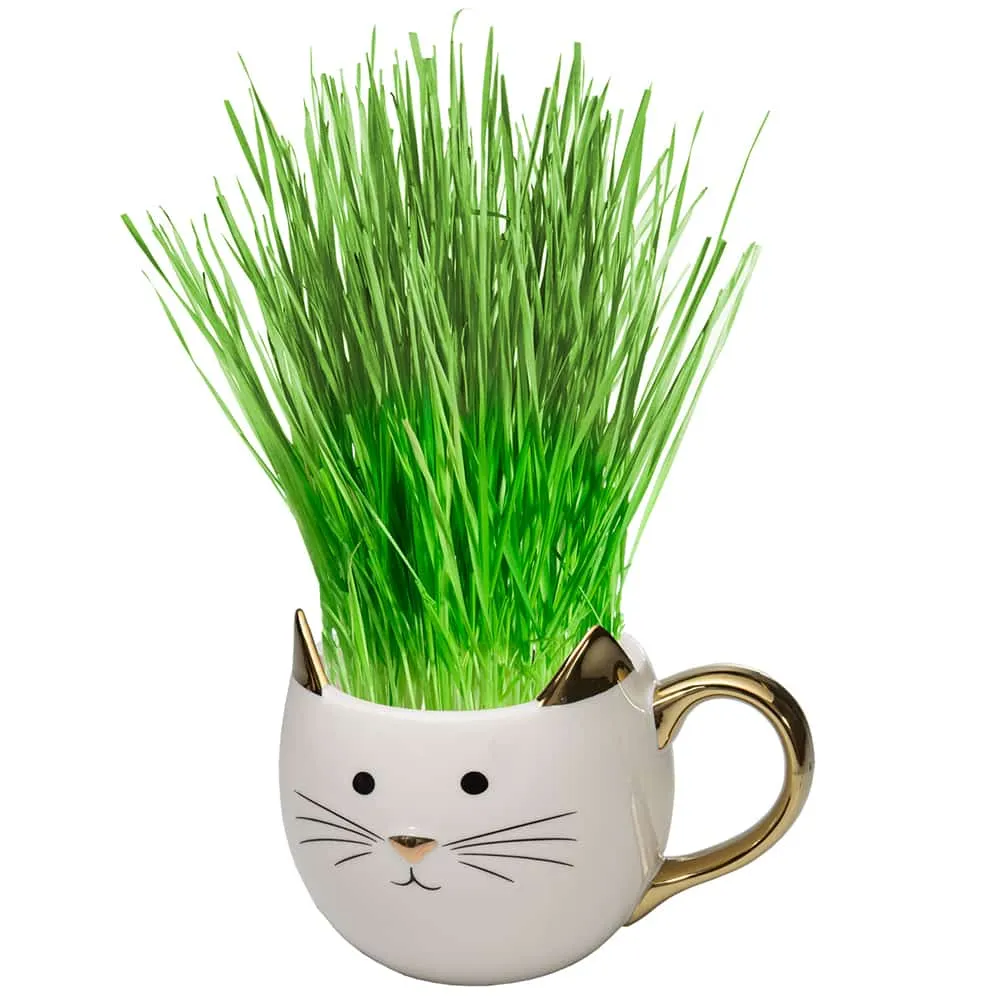 Organic Cat Grass Kit