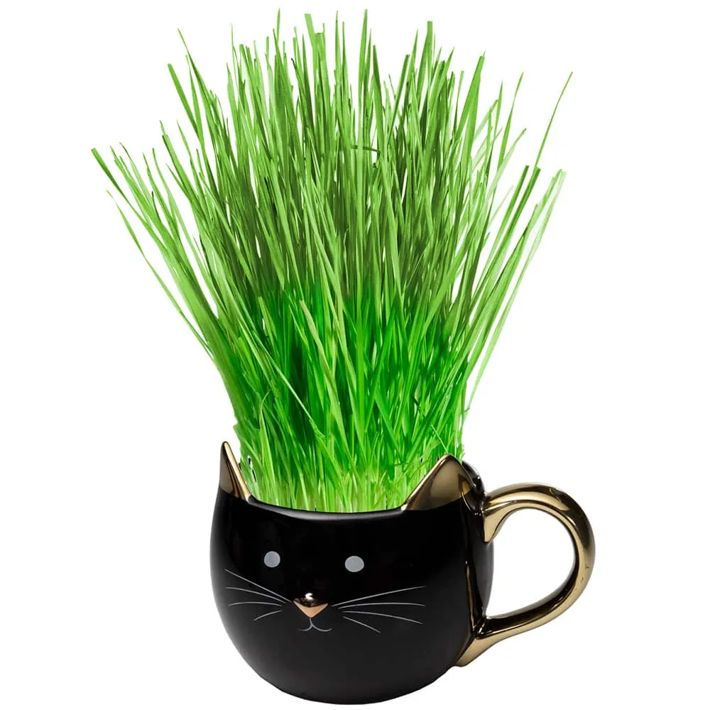 Organic Cat Grass Kit