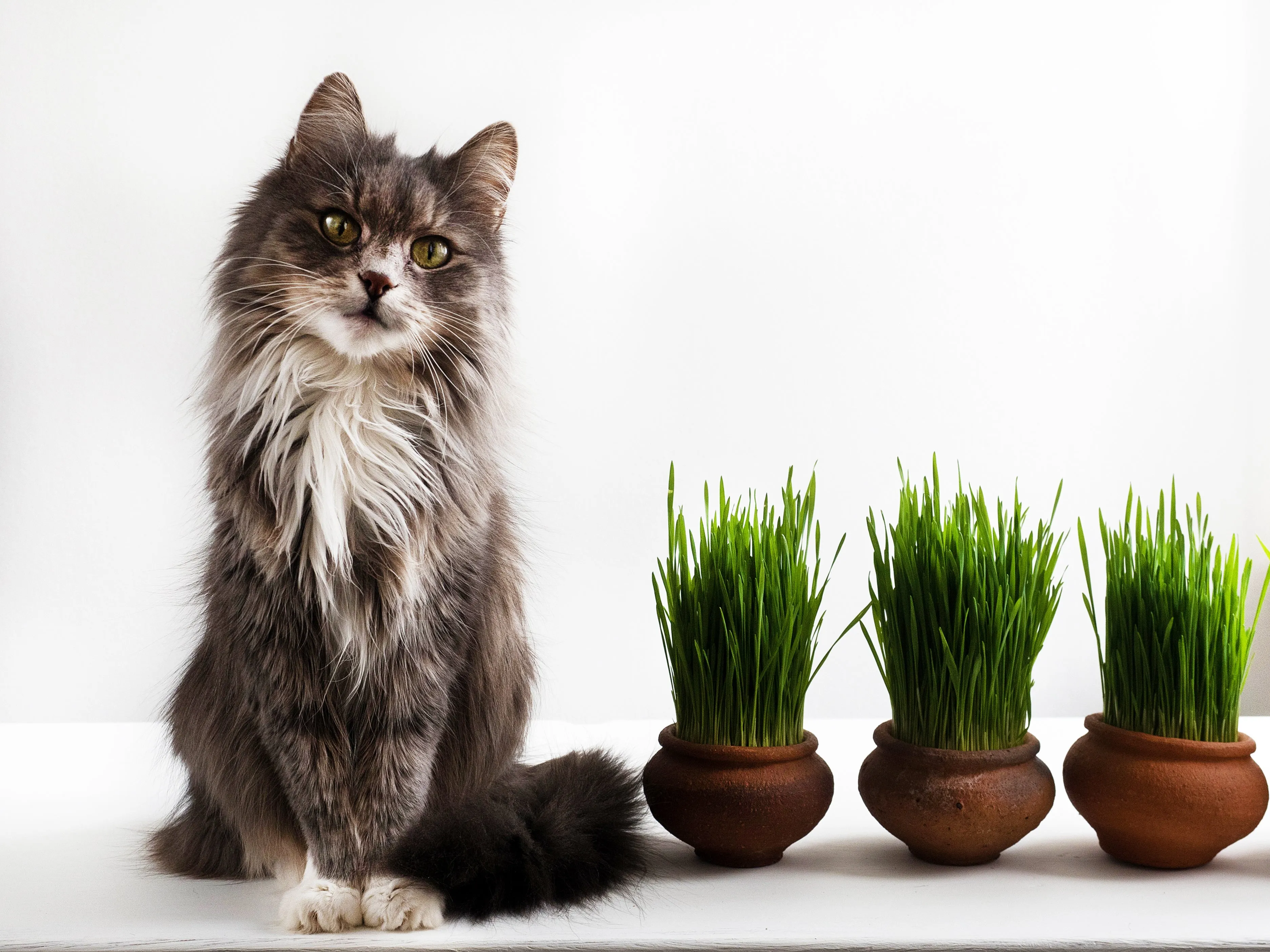 Organic Cat Grass Kit