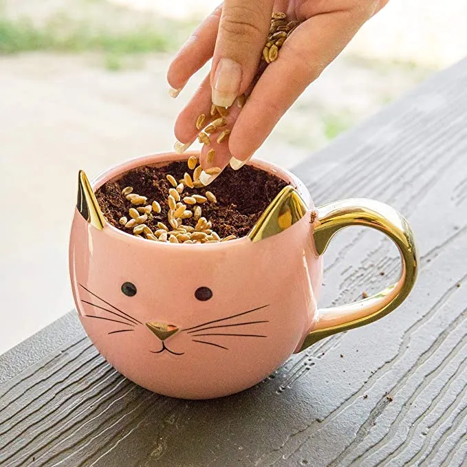 Organic Cat Grass Kit