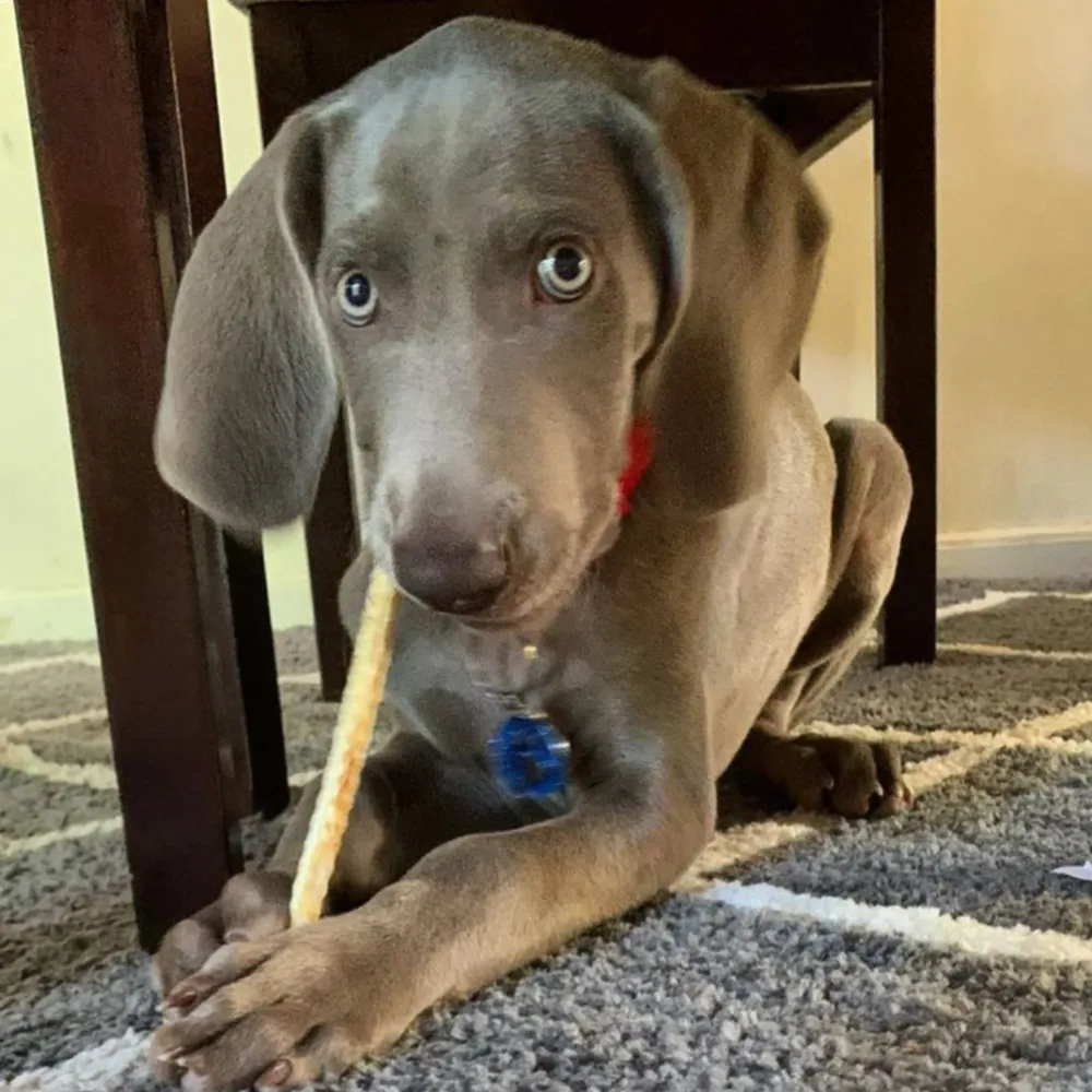 Puppy Chew Bundle