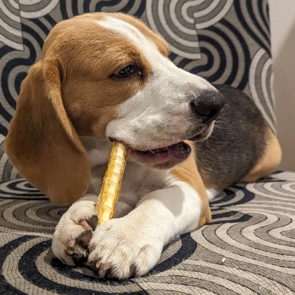 Puppy Chew Bundle