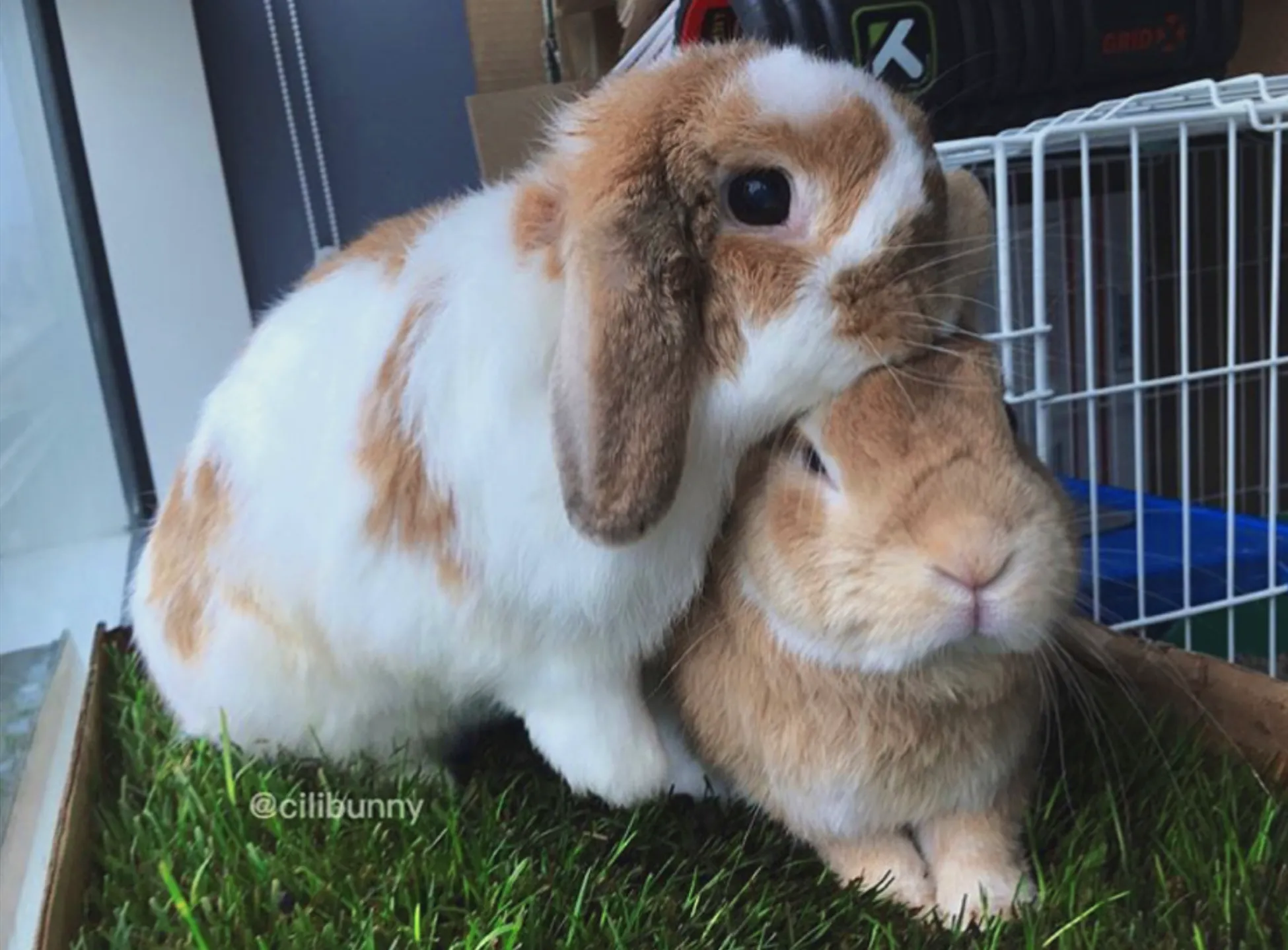 Rabbit Patch - Farm Fresh Grass Pad (Standard)